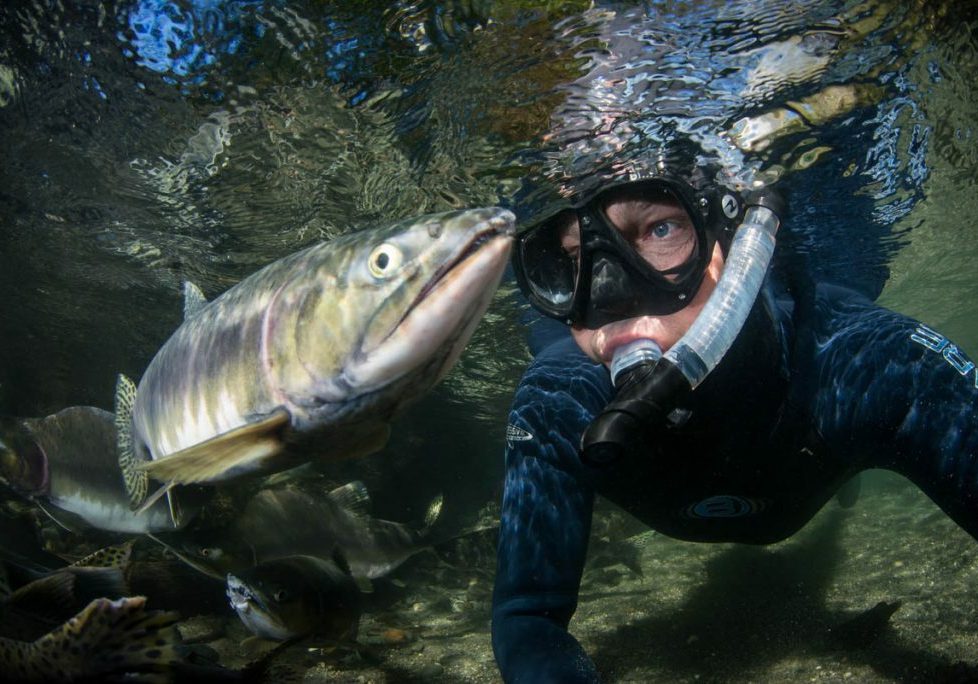snorkel-with-salmon-campbell-river